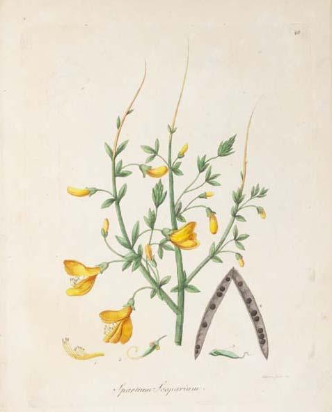 Hand-coloured engraving of a flowering plant