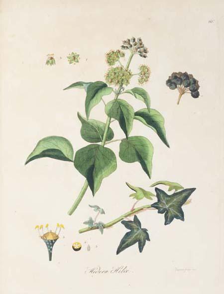 Hand-coloured engraving of ivy