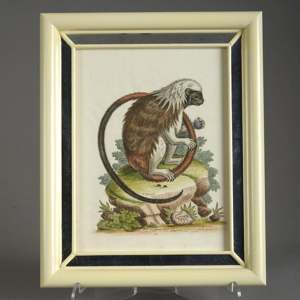 12 Hand Coloured Engravings by George Edwards