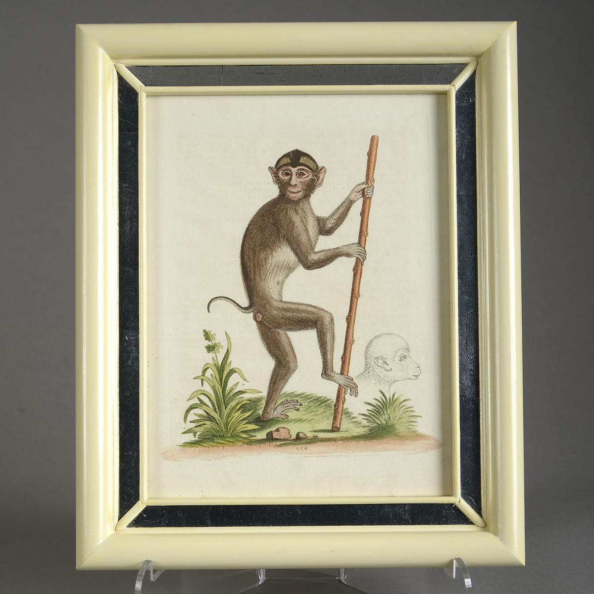 12 Hand Coloured Engravings by George Edwards