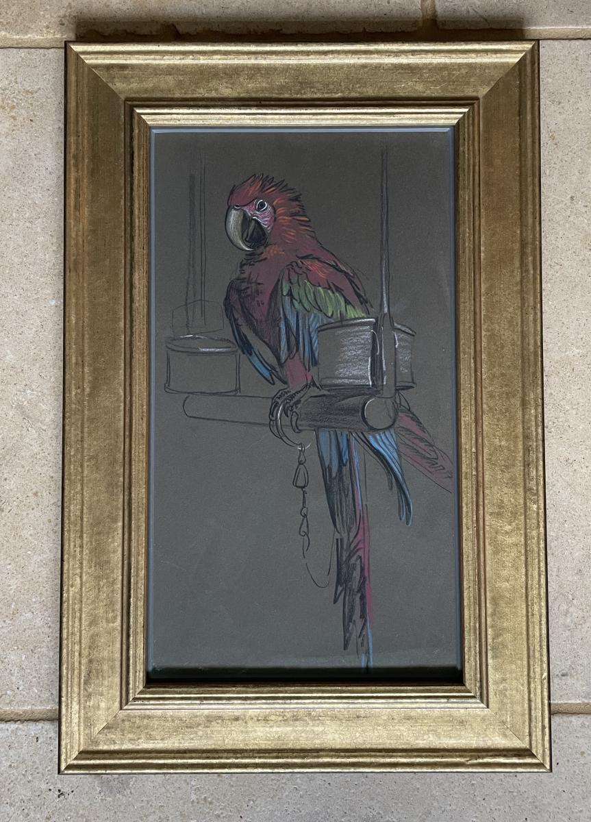 Harlequin Macaw by Raymond Sheppard
