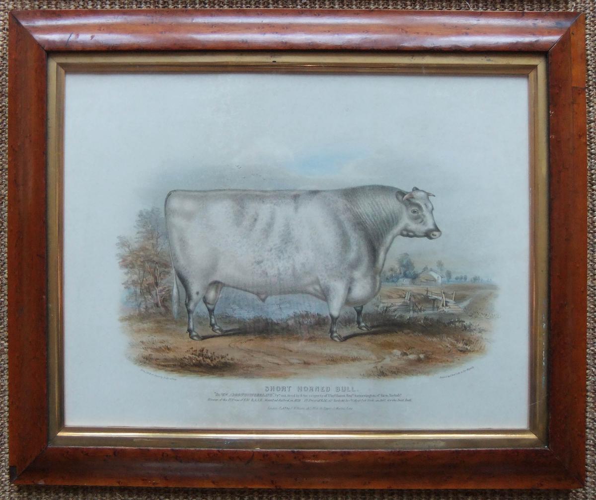 Cattle naive primitive livestock old prints lithographs cow bull animal pictures