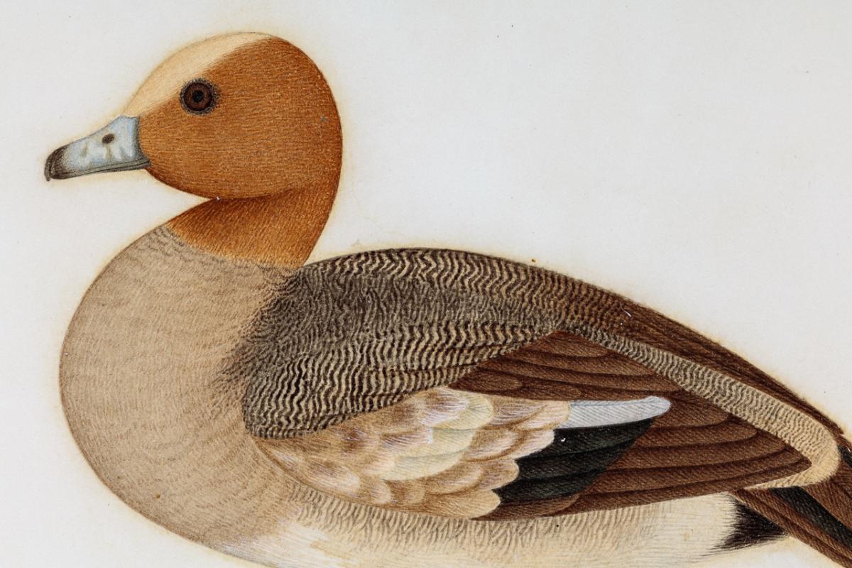 Company School Painting of Two Ducks (With Persian Inscription)