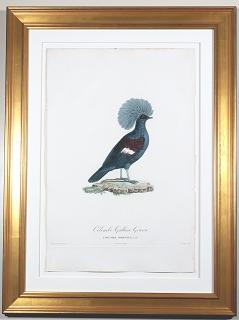 Madame Pauline Knip Engraving of A Pigeon, From Les pigeons par Madame Knip, née Pauline de Courcelles ; le texte par C.J. Themminck,   Paris 1809-1811.
