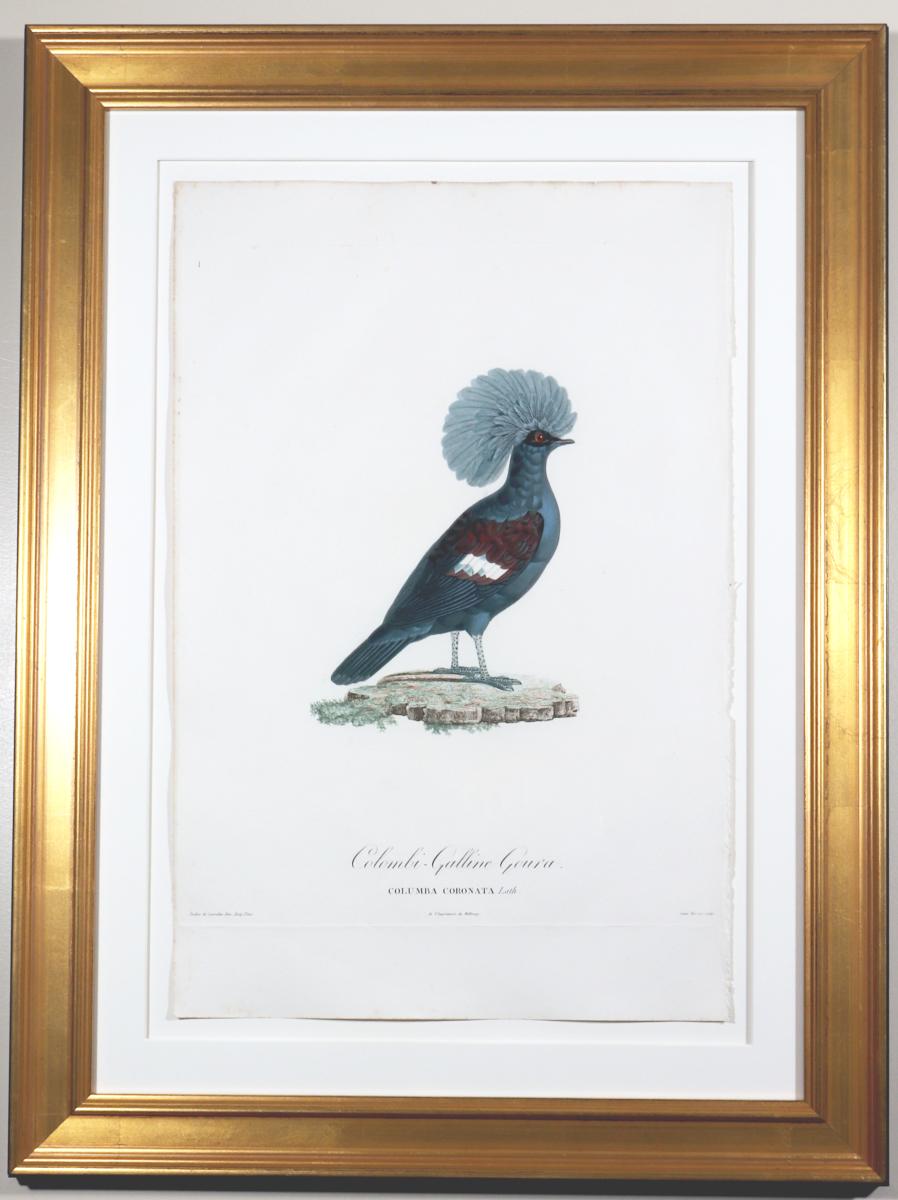 Madame Pauline Knip Engraving of A Bird