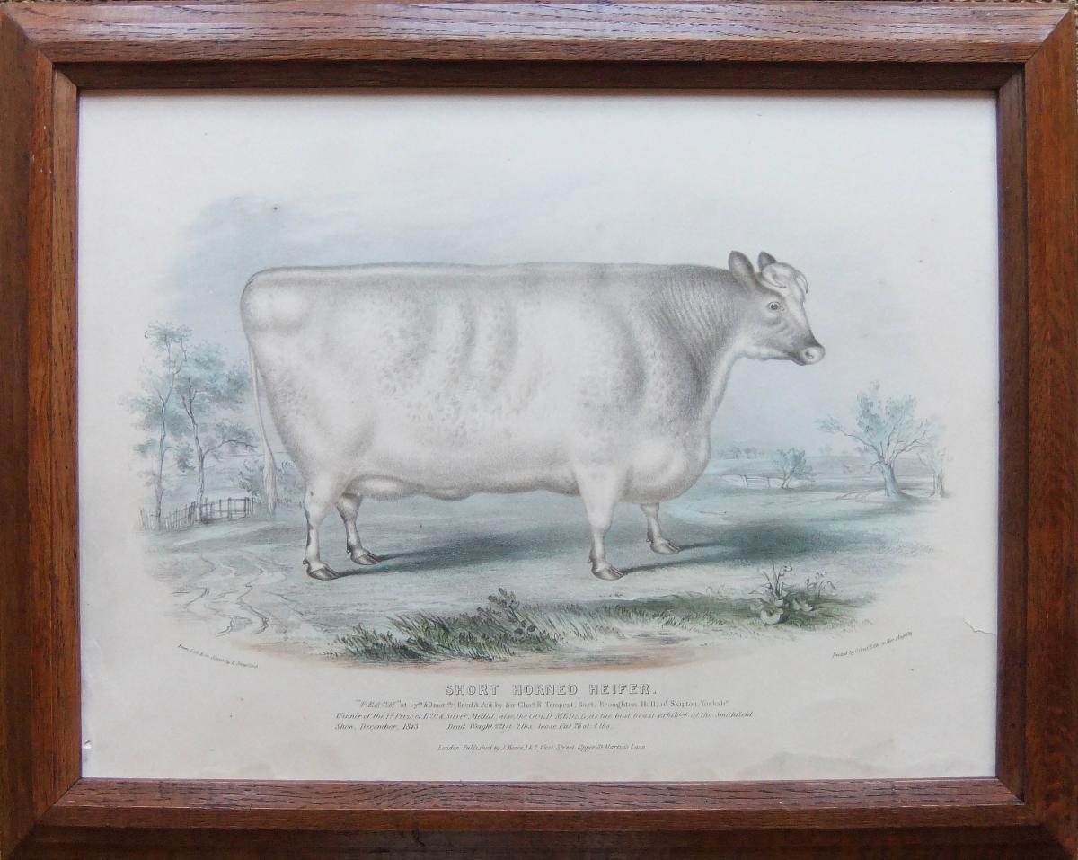 H.Strafford "Short Horned Cow" and "Short Horned Heifer" Pair of old Cattle lithographs