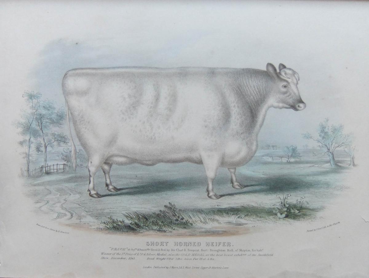 H.Strafford "Short Horned Cow" and "Short Horned Heifer" Pair of old Cattle lithographs