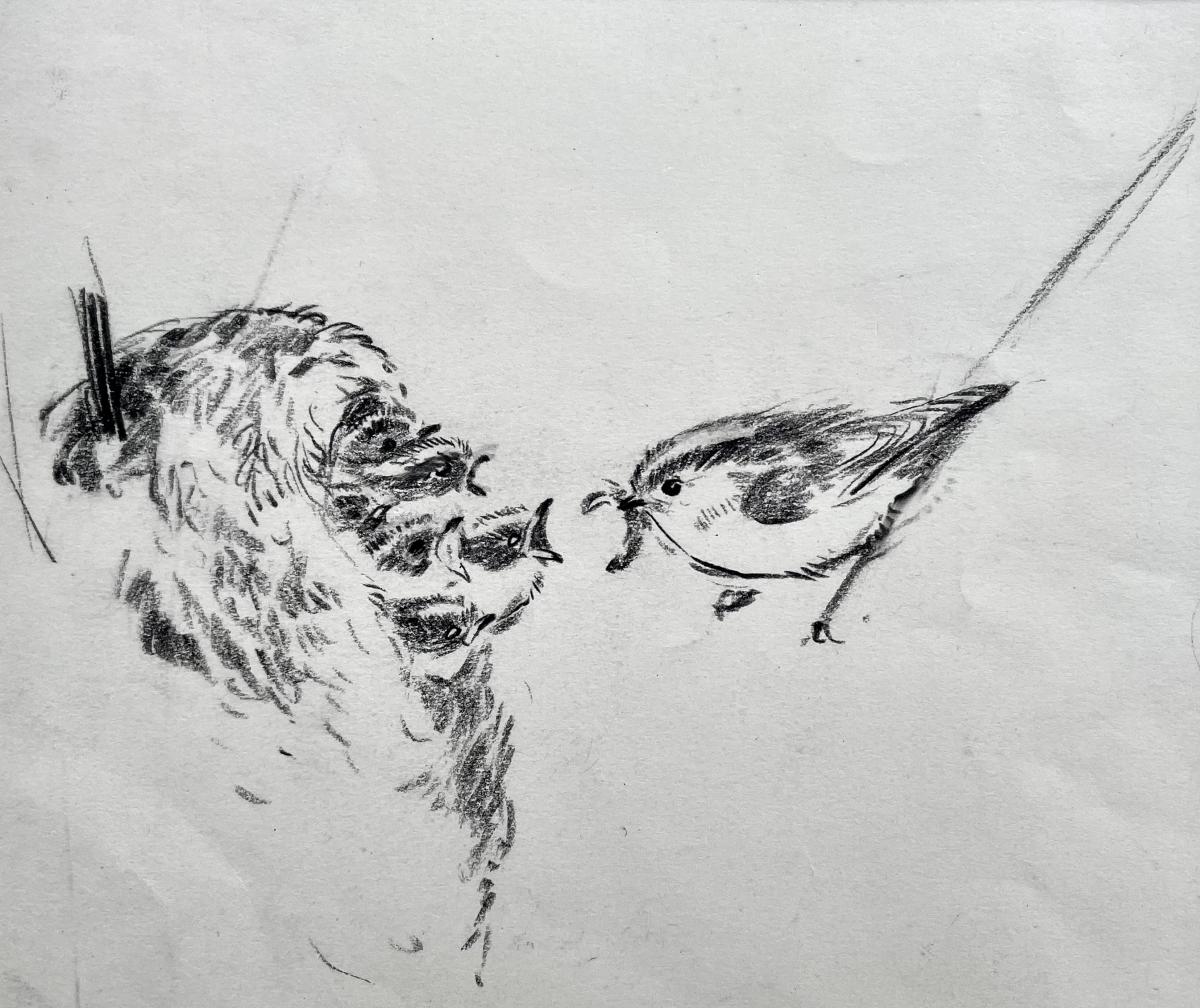 Eileen Soper - Pencil Drawing of Long-Tailed Tit Feeding Chicks