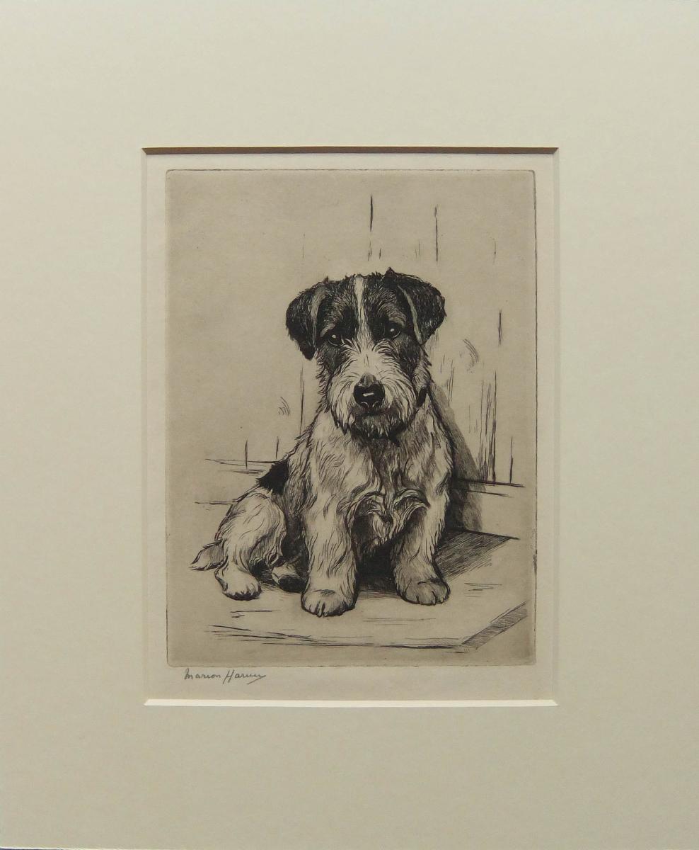 Marion Harvey etching dog pup