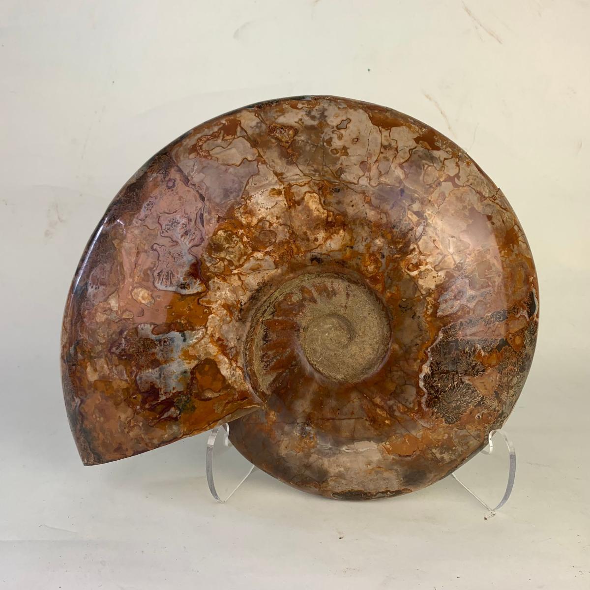Large whole Ammonite fossil
