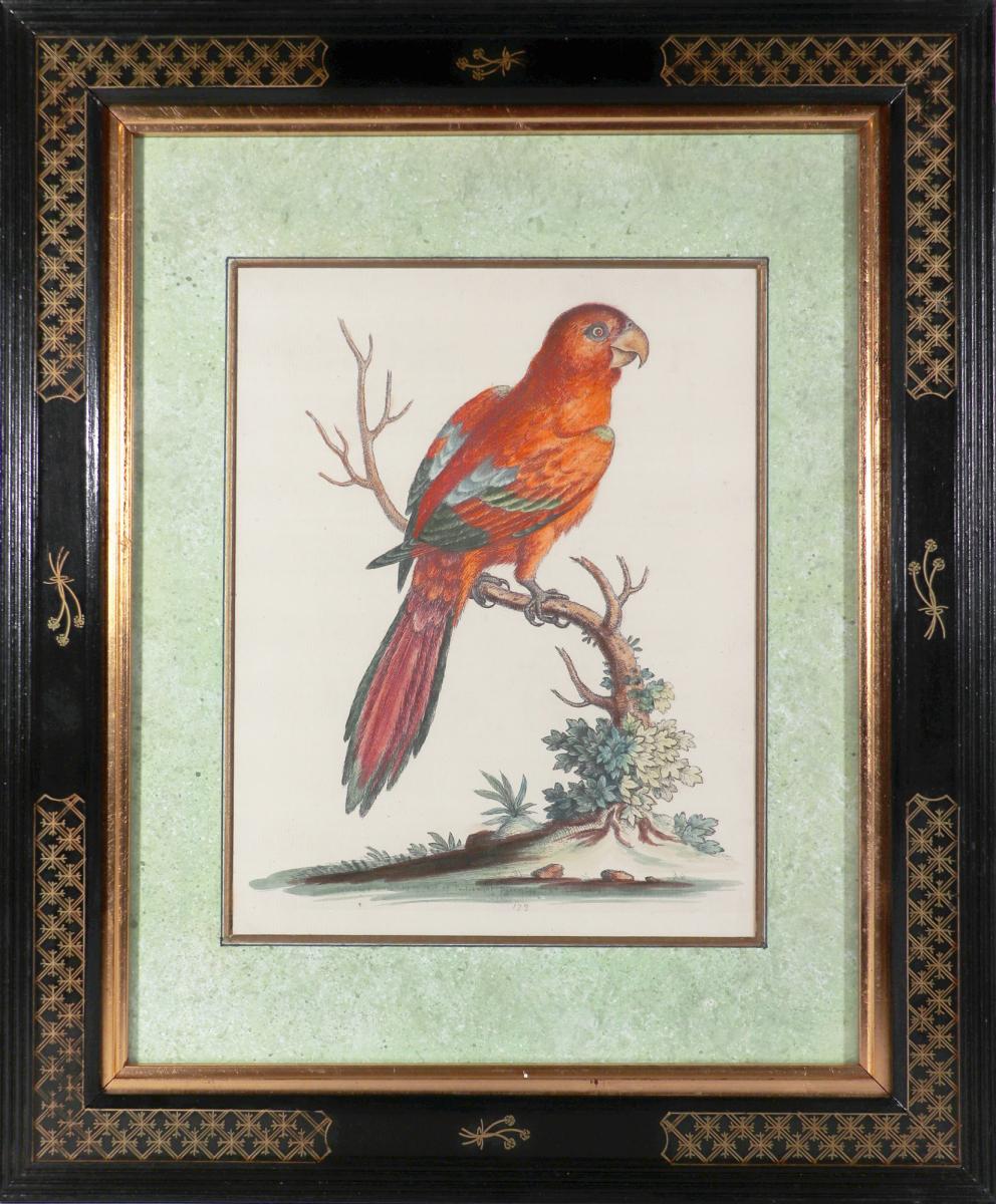 George Edwards Set of Twelve Parrot Engravings with Chinoiserie Frames, Engraved by Georg Dionysius Ehret