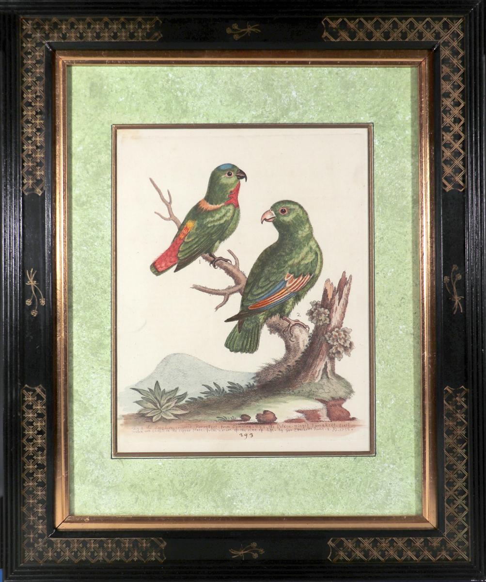 George Edwards Set of Twelve Parrot Engravings with Chinoiserie Frames, Engraved by Georg Dionysius Ehret