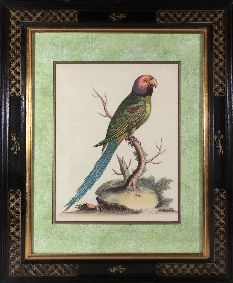 George Edwards Set of Twelve Parrot Engravings with Chinoiserie Frames, Engraved by Georg Dionysius Ehret