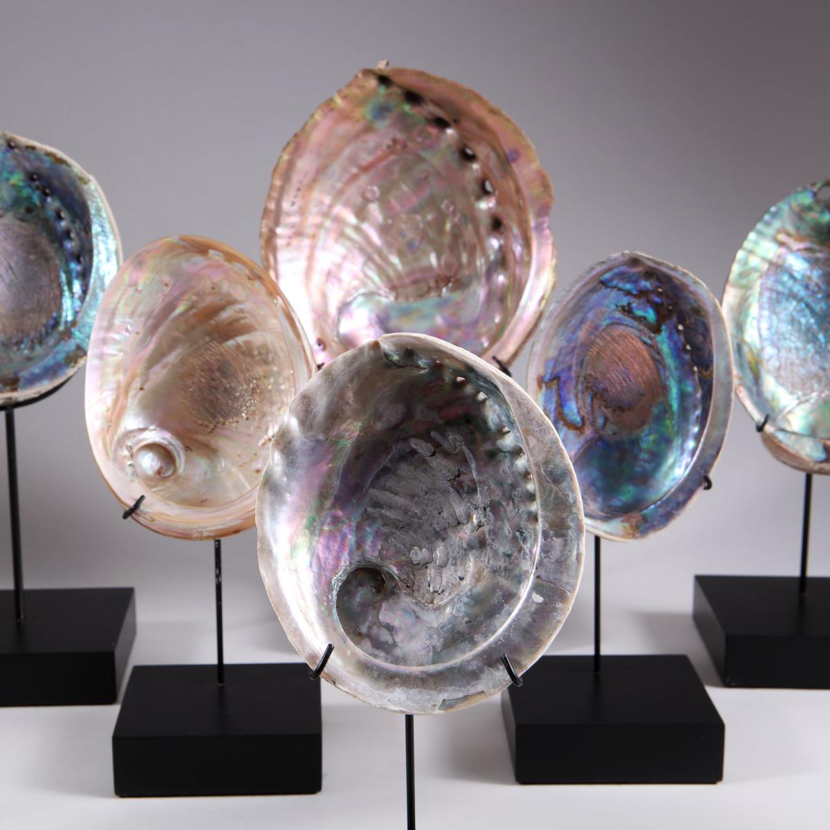 An early 20th century collection of 8 assorted abalone shells