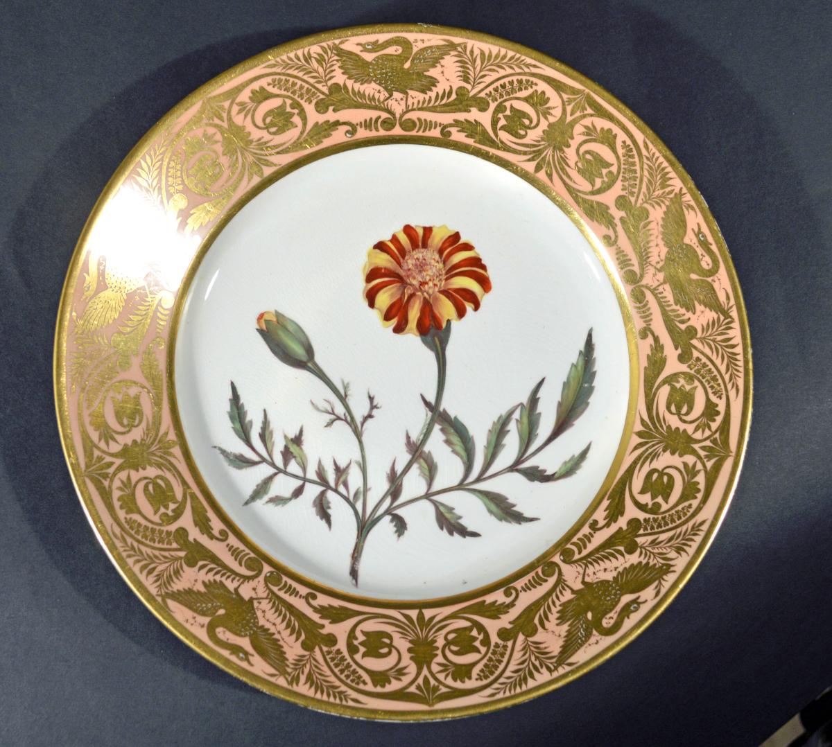 Antique Derby Porcelain Botanical Salmon-ground Plate, French Marigold, by John Brewer, Circa 1815.