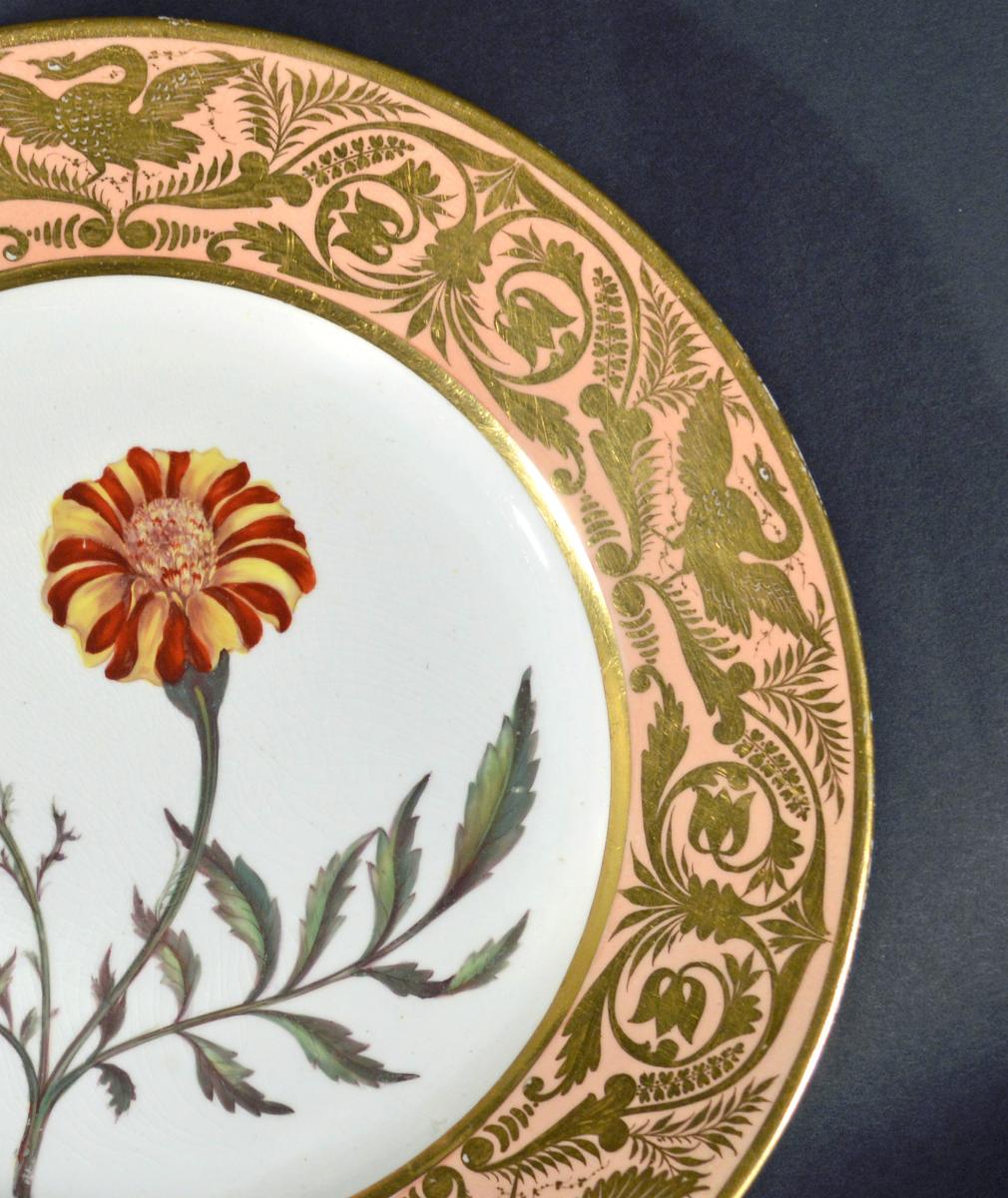 Antique Derby Porcelain Botanical Salmon-ground Plate, French Marigold, by John Brewer, Circa 1815.