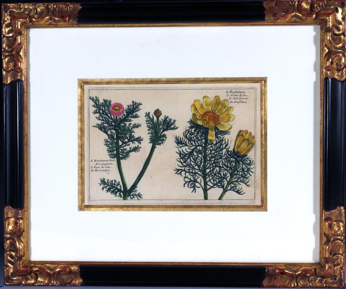 Set of Four European Framed Botanical Prints, Crispin Van de Passe, "Hortus Floridus"