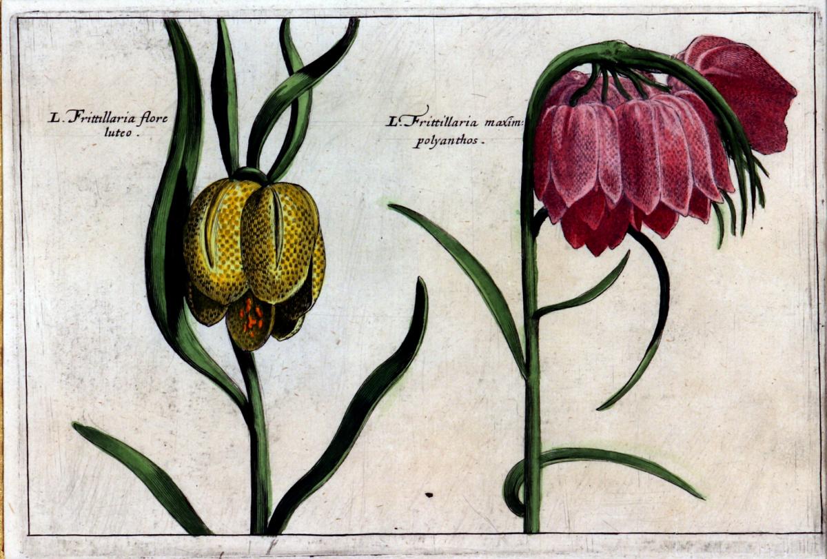 Set of Four European Framed Botanical Prints, Crispin Van de Passe, "Hortus Floridus"