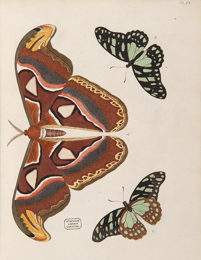 Papillons Exotiques by Pieter Cramer and Caspar Stoll printed in Amsterdam & Utrecht in 1779