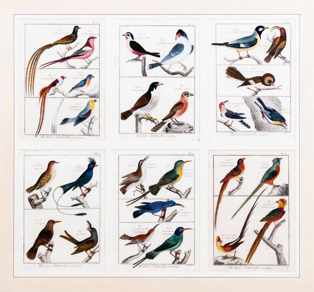 Large Picture containing Six Different Engravings of Grouping of Birds, Histoire Naturelle, Ornithologie by Georges-Louis Leclerc, Comte de Buffon, Circa 1770-83