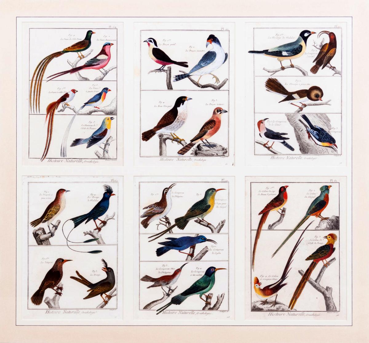 Large Picture containing Six Different Engravings of Grouping of Birds, Histoire Naturelle, Ornithologie by Georges-Louis Leclerc, Comte de Buffon, Circa 1770-83