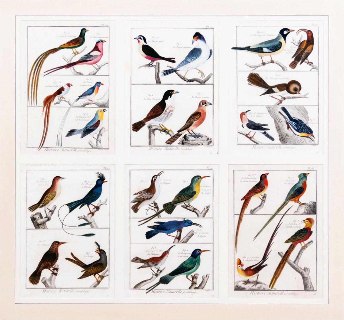 Large Picture containing Six Different Engravings of Grouping of Birds, Histoire Naturelle, Ornithologie by Georges-Louis Leclerc, Comte de Buffon