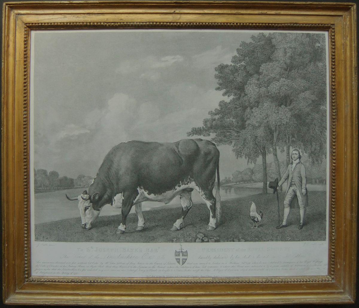 George Stubbs "The Lincolnshire Ox" Engraving, 1791