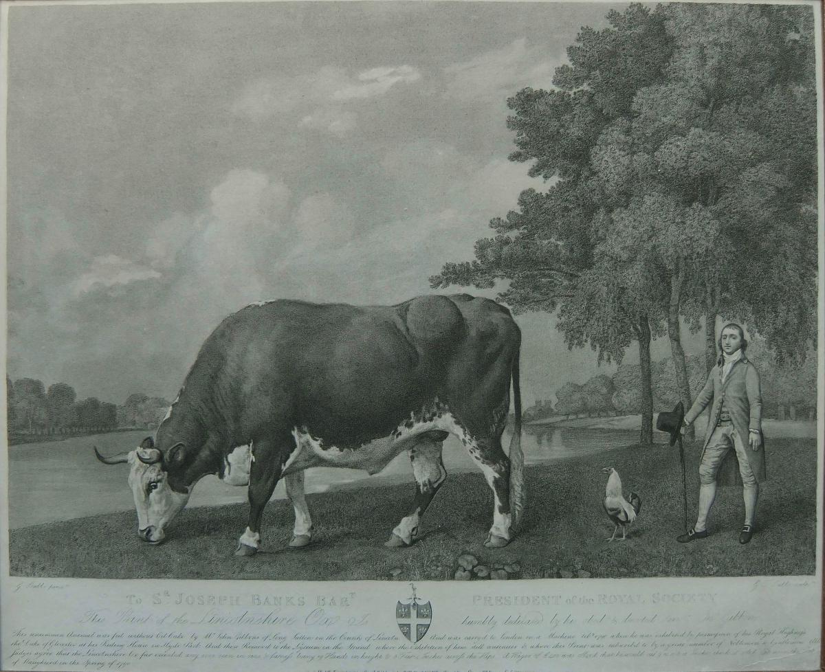 George Stubbs "The Lincolnshire Ox" Engraving, 1791