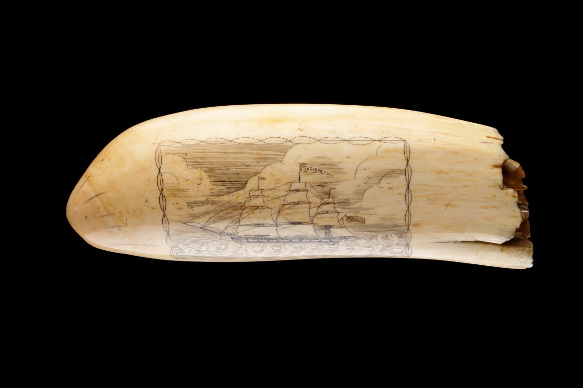 English Scrimshaw Decorated Tooth