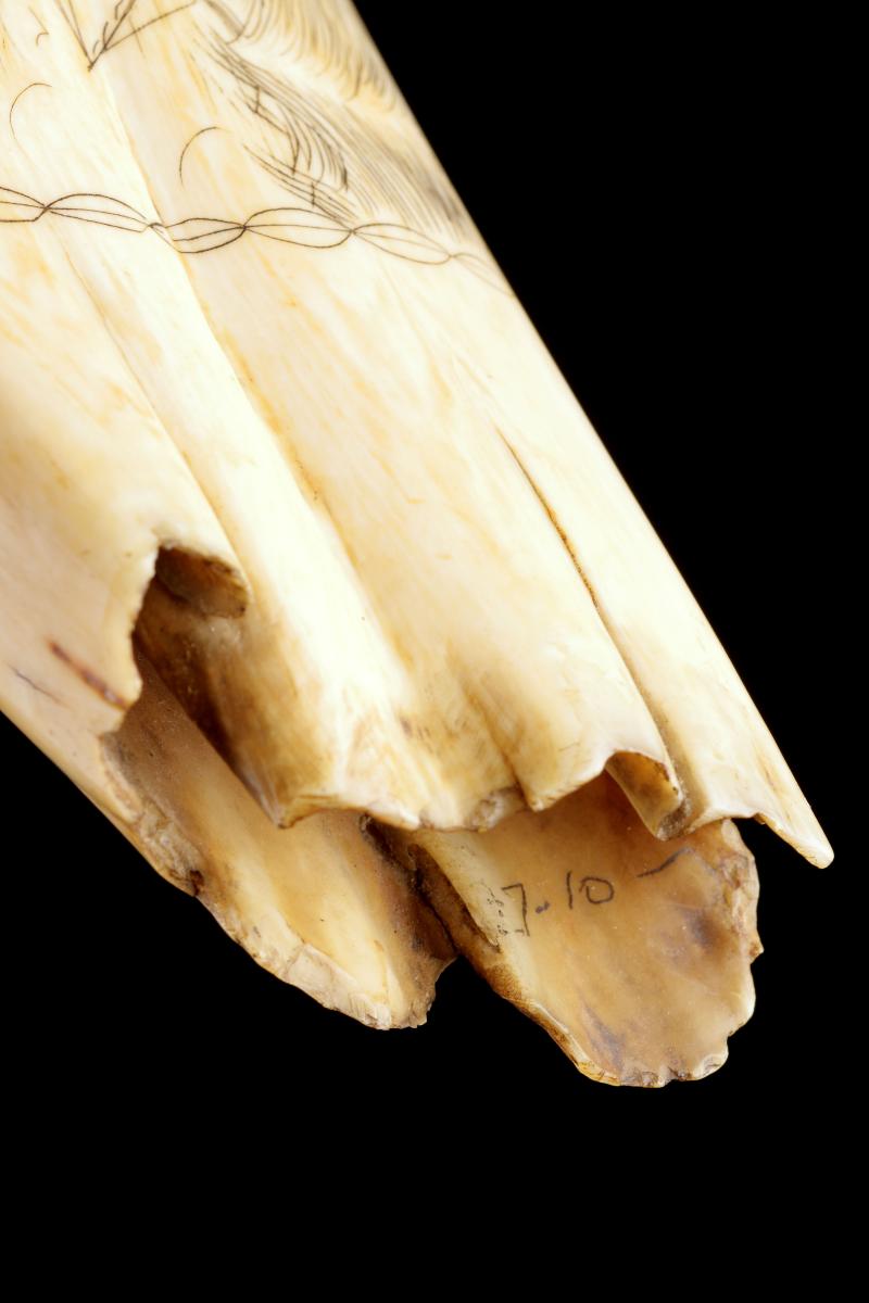English Scrimshaw Decorated Tooth
