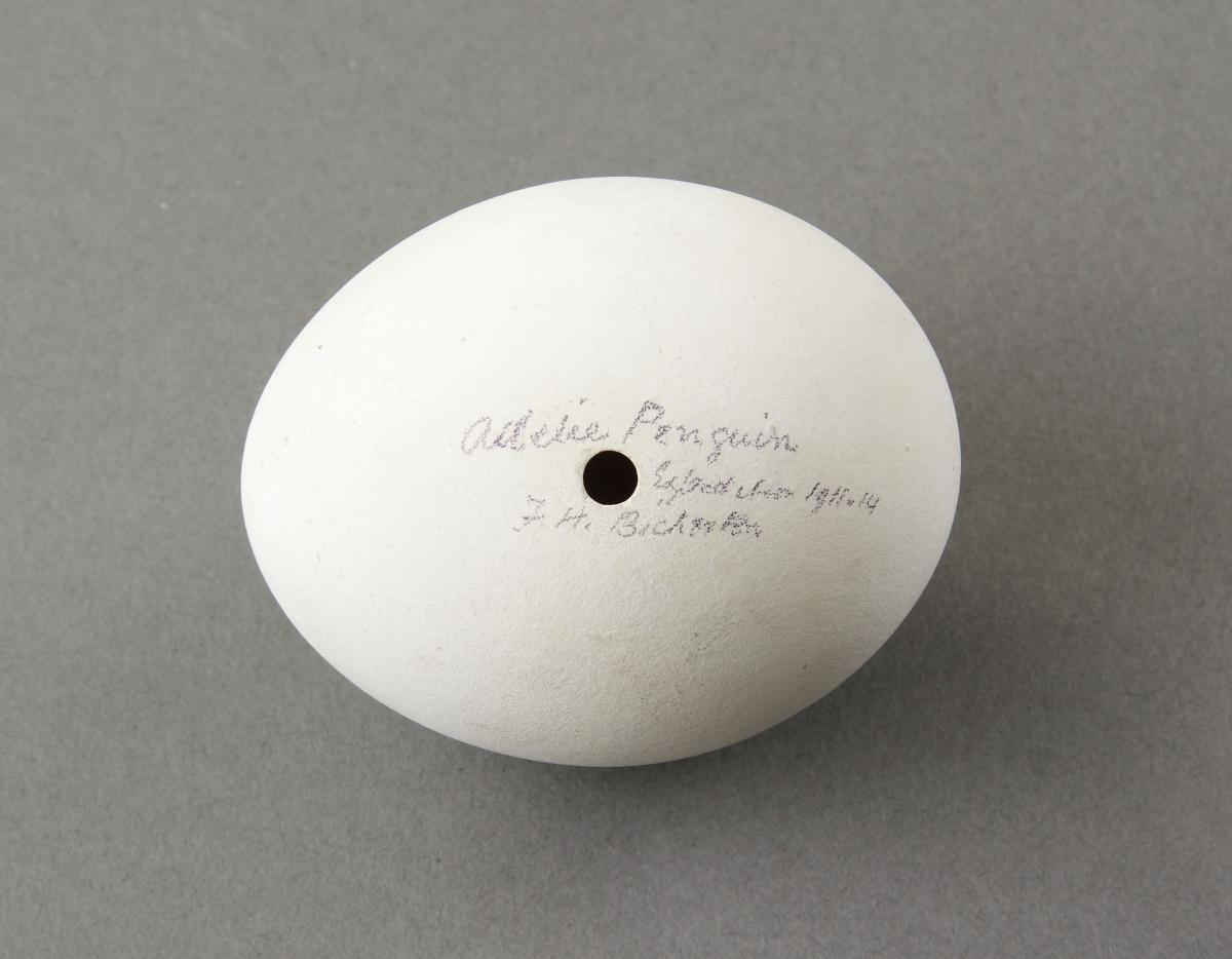 Adelie Penguin Egg from the Australian 1911-14 Expedition 