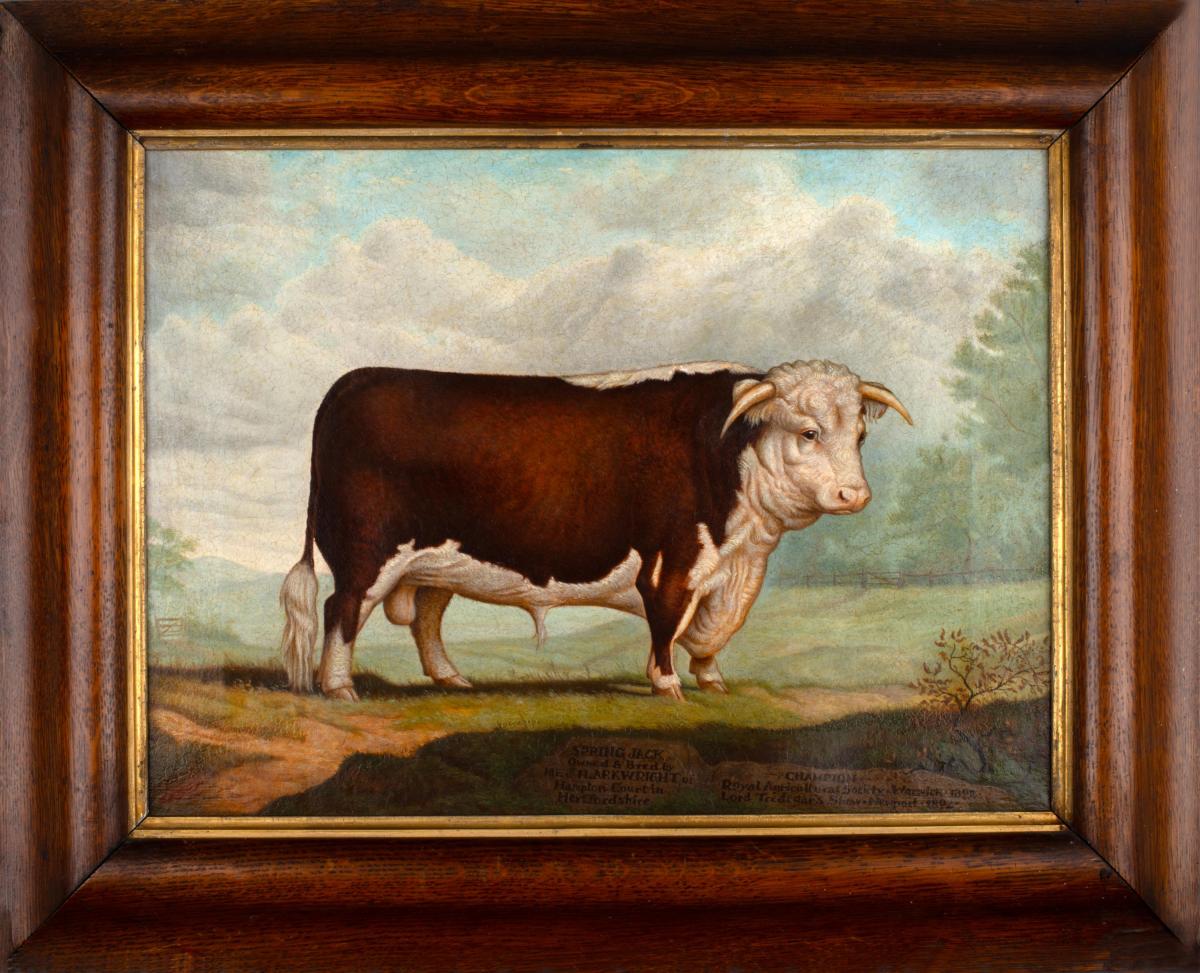 Agricultural Primitive Livestock Portrait of a Champion Bull