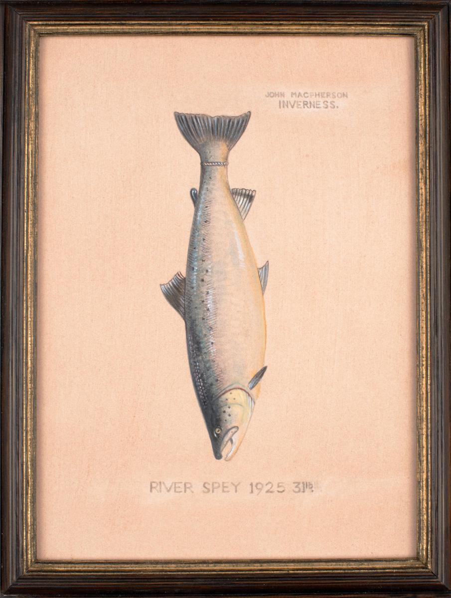 Fine Watercolour of a Trophy Salmon