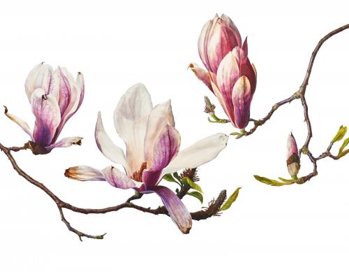 Rosie Sanders, Now that April's here, watercolour on Saunders Waterford 300gsm paper, 54.25 x 70ins (138 x 178cm)