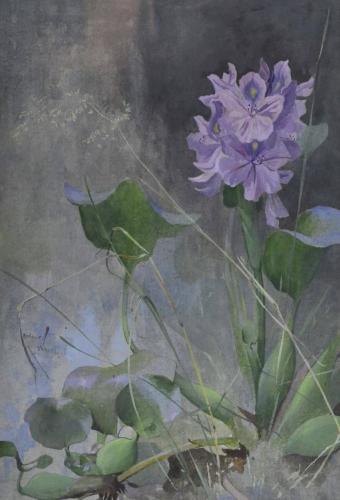 Arthur Wardle (1864-1949) - Water Hyacinth