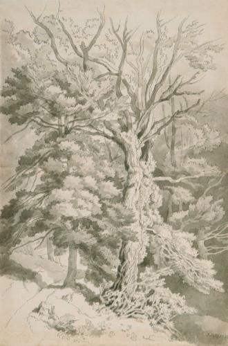 Trees, John White Abbott (British 1763-1851)