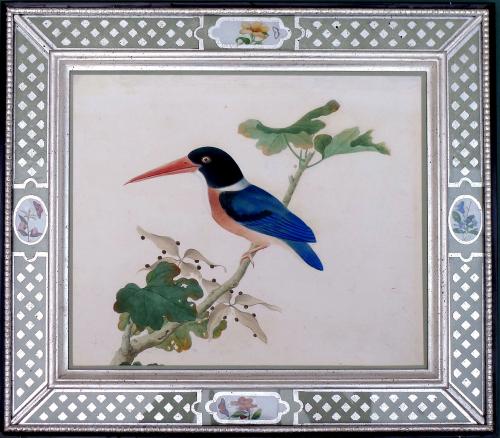 China Trade Large Watercolour Painting of a Bird, Circa 1800-20