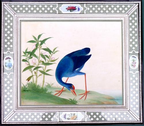 China Trade Large Watercolour Painting of a Bird,  Circa 1800-20