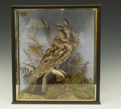 Long Eared Owl, English, Circa 1900