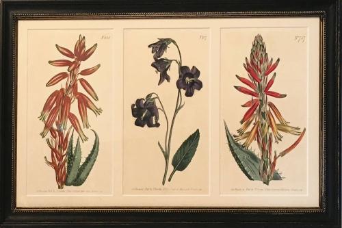 Three flower engravings by Sydenham T. Edwards