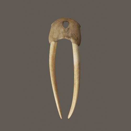 fossilised walrus skull