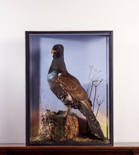 Taxidermy Capercaillie by Walter Swaysland