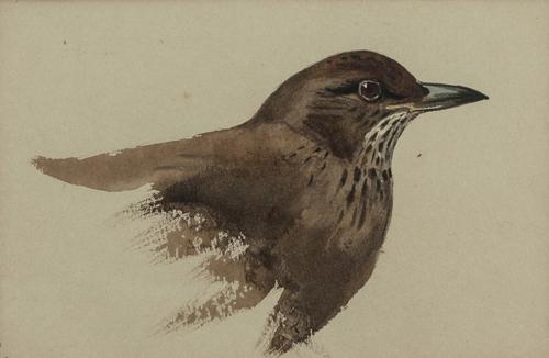 Archibald Thorburn. Young Blackbird (Female)