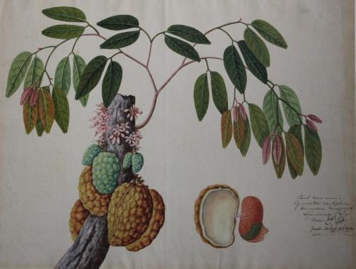 Chinese Artist of the Straits School circa 1825 -  Buah Nam or Cynometra cauliflora
