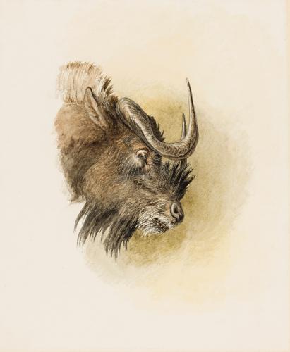 Study of the Head of a Buffalo, Robert Hills