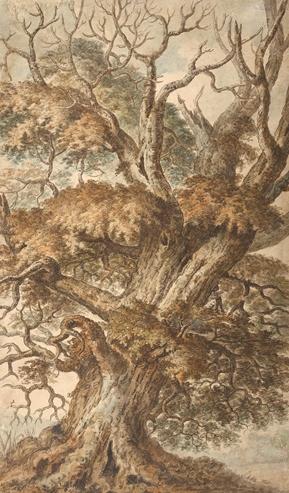 Depiction of a Mature Oak Tree, with Foliage to Lower Branches and signs of a Lightening Strike to the Upper Branches