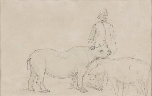 Young Arabian Rhinoceros, William Strutt (1827-1915)