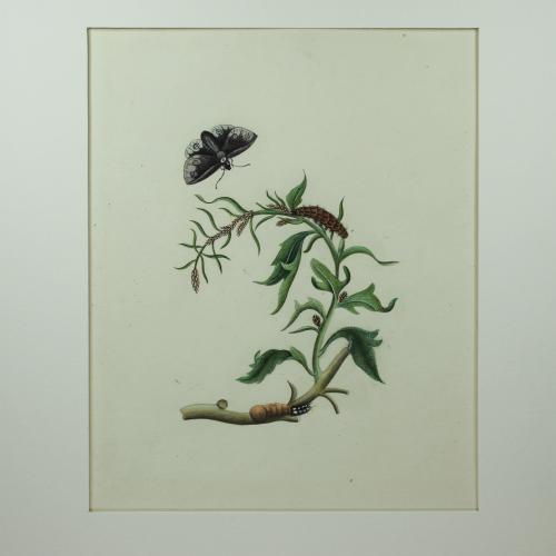 Chinese Company School botanical watercolour, 19th century