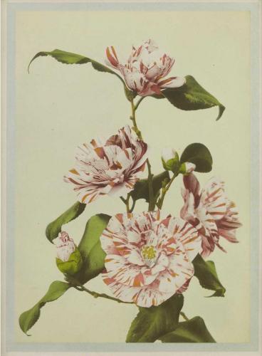 Collotype of camellia by Ogawa Kazumasa (1860-1929)