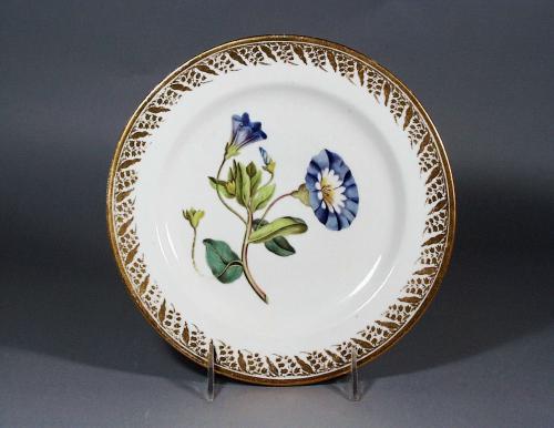 Antique Derby Porcelain Plate decorated with a Botanical Specimen, Small Convoloulus (Convoloulus tricolour)